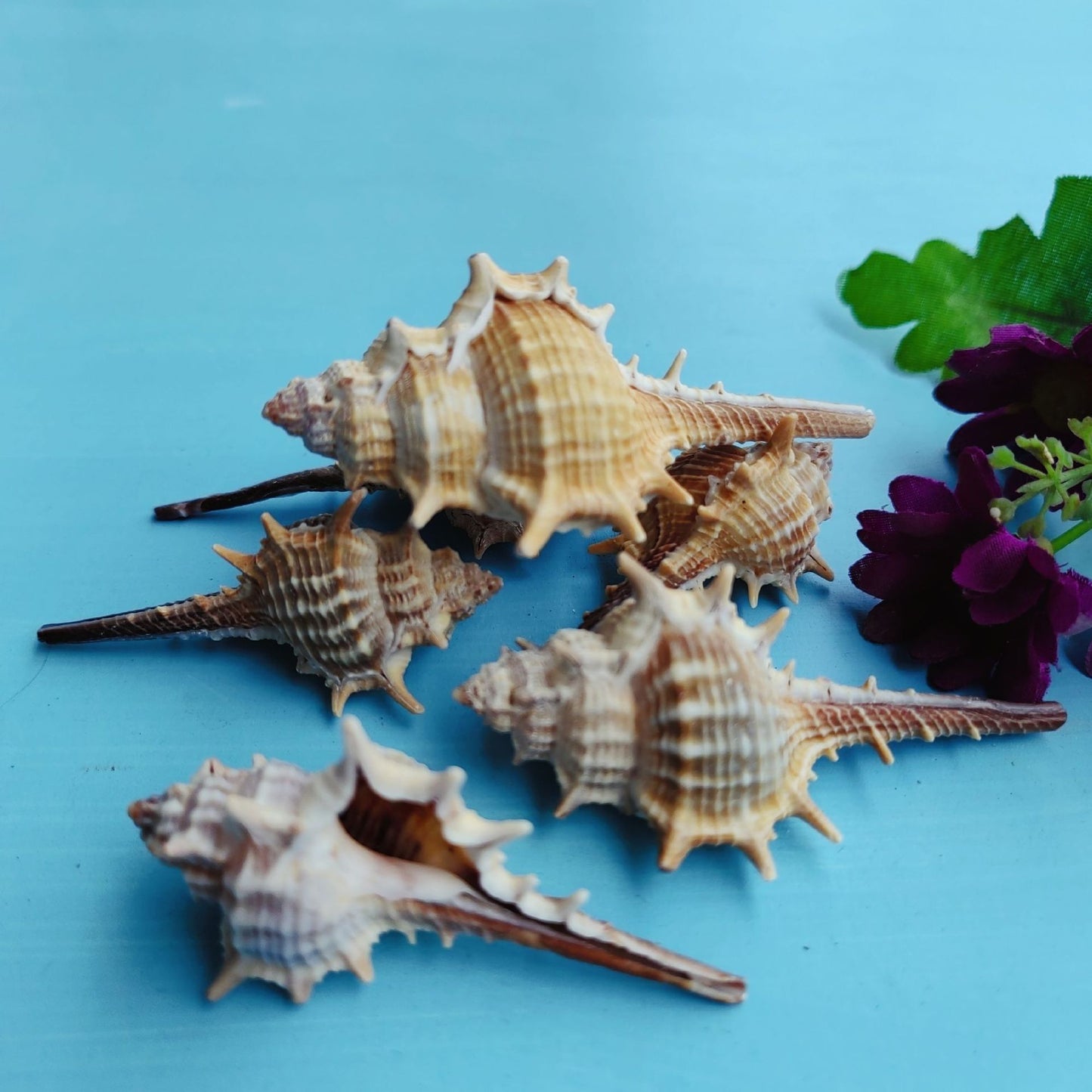 OceanSpike - Conchiglie Naturali da Collezione