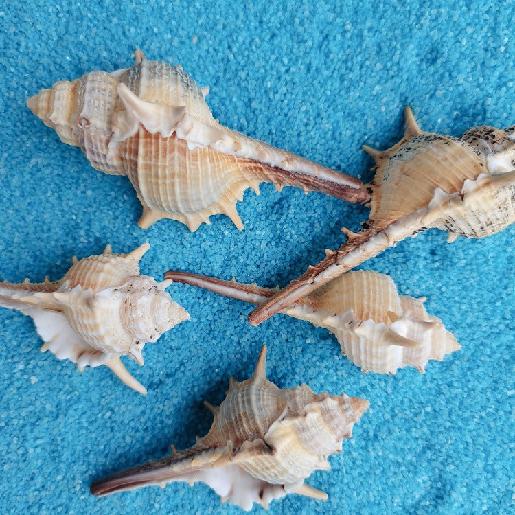 OceanSpike - Conchiglie Naturali da Collezione