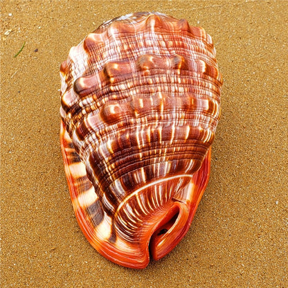 Conchiglia PearlCrest