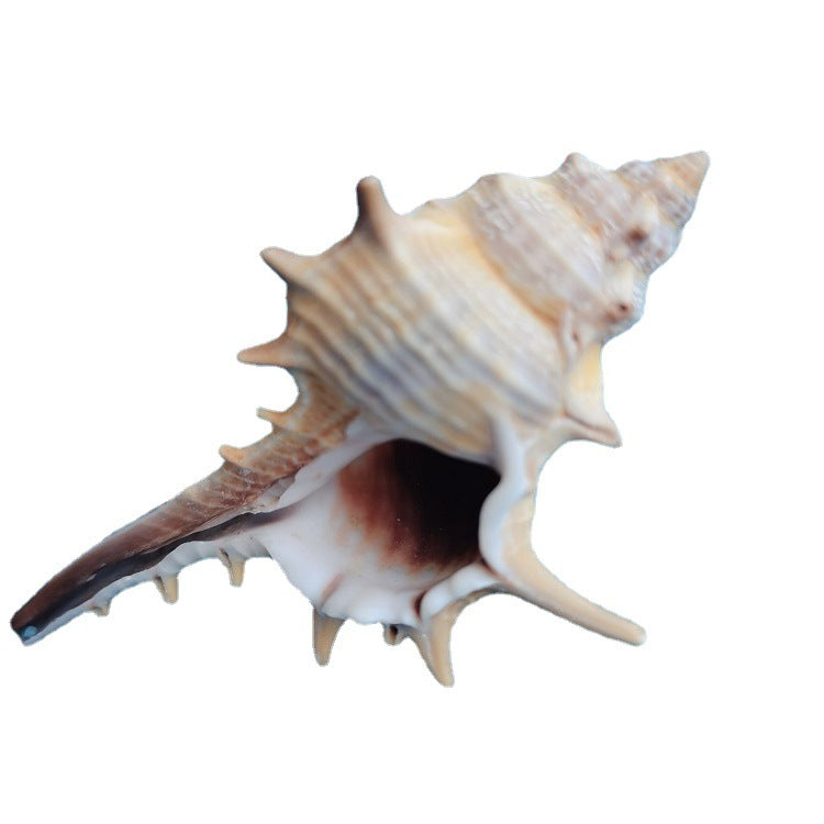 OceanSpike - Conchiglie Naturali da Collezione