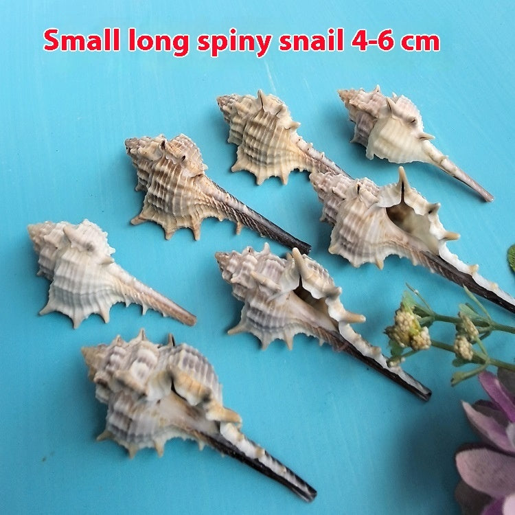 OceanSpike - Conchiglie Naturali da Collezione