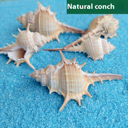 OceanSpike - Conchiglie Naturali da Collezione