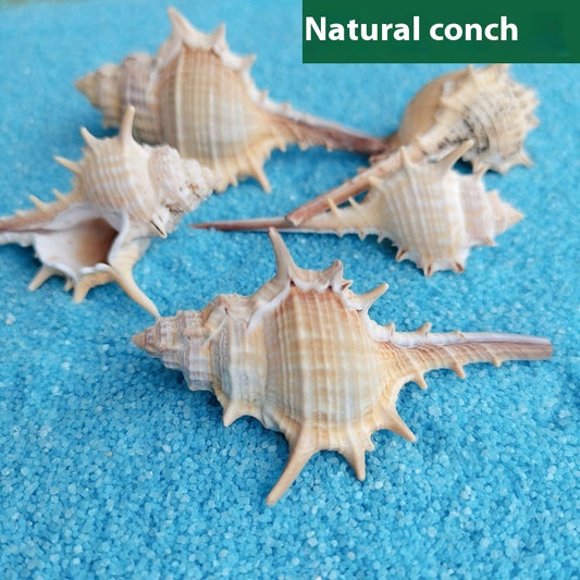 OceanSpike - Conchiglie Naturali da Collezione