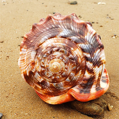 Conchiglia PearlCrest