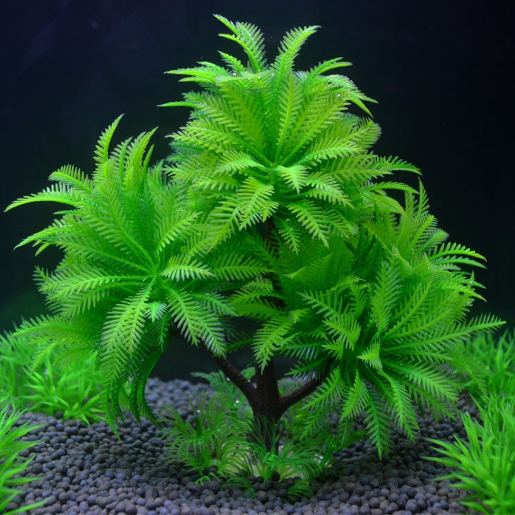 RoyalPalm - Felce Arborea a Tripla Fronda