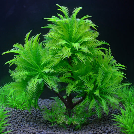 RoyalPalm - Felce Arborea a Tripla Fronda