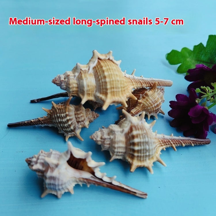 OceanSpike - Conchiglie Naturali da Collezione