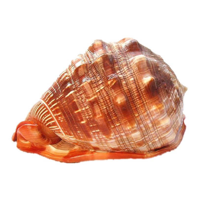 Conchiglia PearlCrest