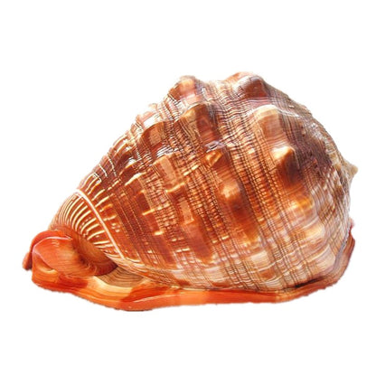 Conchiglia PearlCrest